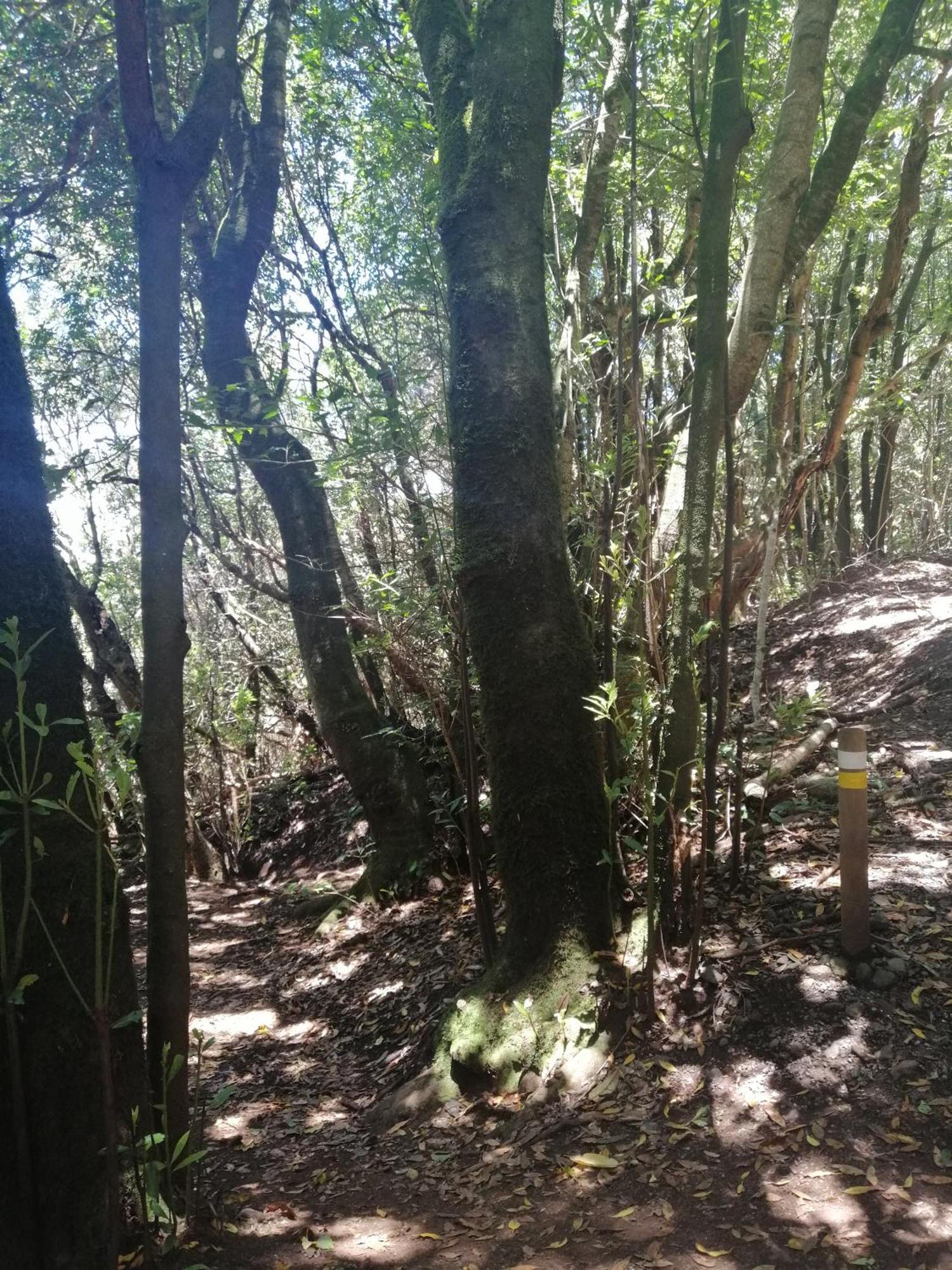 Anaga Y La Laguna A Tus Pies Santa Cruz de Tenerife Luaran gambar